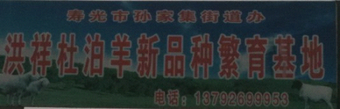 壽光洪祥杜泊羊繁育基地